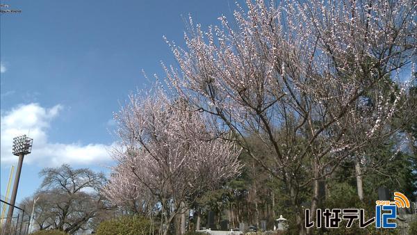 伊那公園のロトウザクラが見ごろ