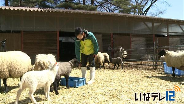 信大農学部が羊を遊休農地対策で活用へ