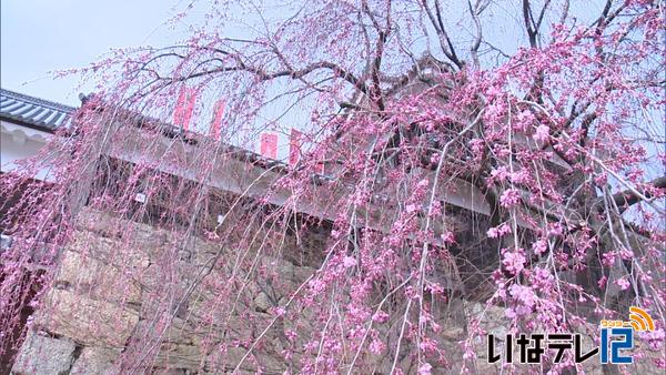 【信越花便り】上田城跡公園・飯田市大宮通りで桜開花