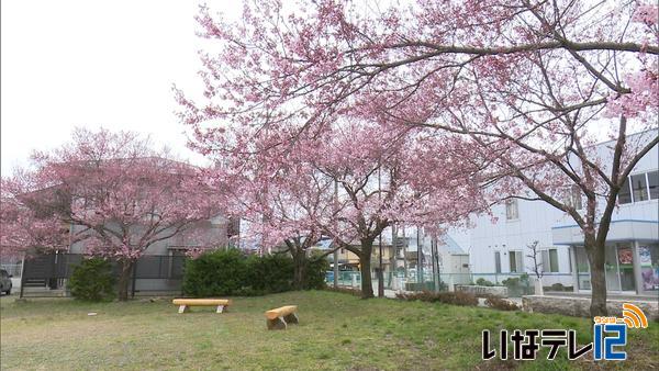 南信森林管理署の桜咲き始め