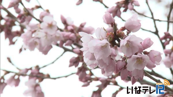 高遠城址公園　開花宣言