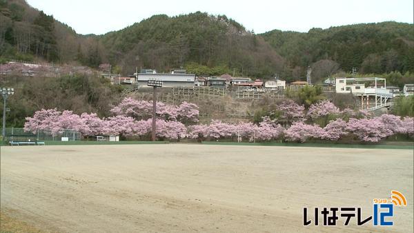 高遠町文化体育館周辺　桜見ごろ