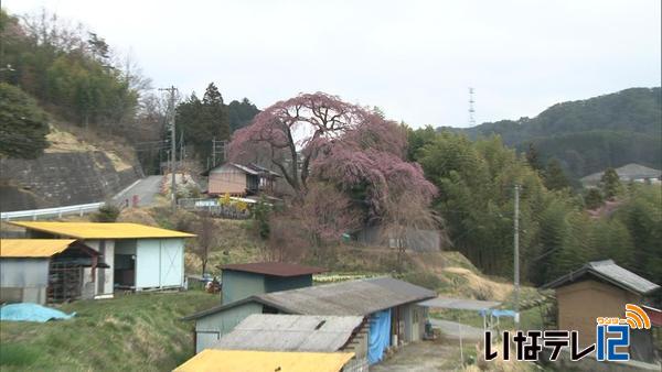 【信越花便り】　下伊那郡豊丘村のしだれ桜が５日に開花