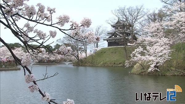 【信越花便り】　新潟県上越市　高田公園の桜が満開