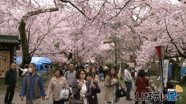 天下第一の桜　満開に