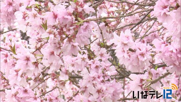 西春近公民館の桜見頃