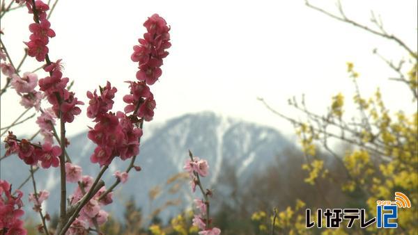 信州伊那梅苑　梅の花が見頃