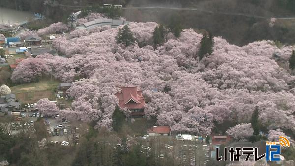 高遠城址公園　入り込みピーク