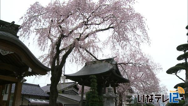 長桂寺シダレザクラ見ごろ