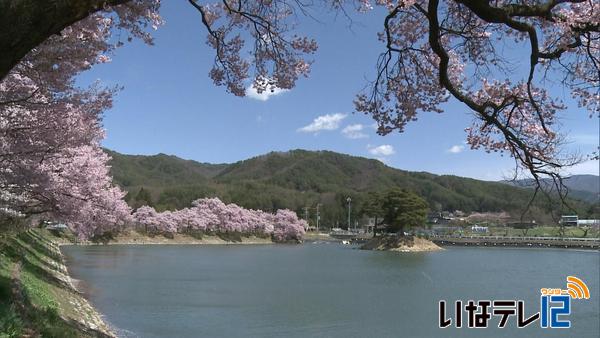 伊那市美篶 六道の堤　タカトオコヒガンザクラ見ごろ