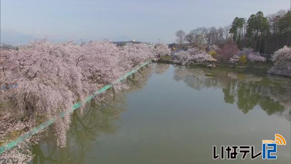 【信越花便り】　須坂市　臥竜公園の桜が満開