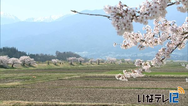 伊那市青島の霞堤防桜見ごろ