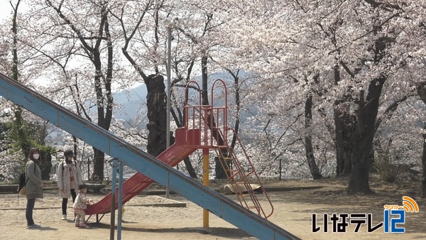 【信越花便り】　飯山市街地の桜が満開