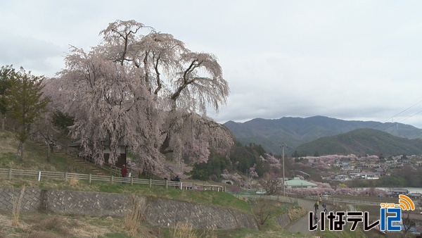 高遠町勝間しだれ桜　見頃