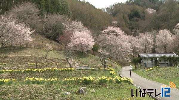 ６月上旬並みの２３．７度　花の丘公園でスイセン見ごろ