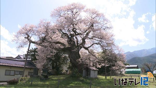 樹齢１０００年「権現桜」見ごろ