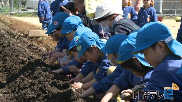 南箕輪南部保育園　じゃがいも植え