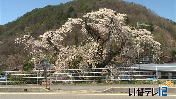 高遠町杖突街道沿いの桜見ごろ