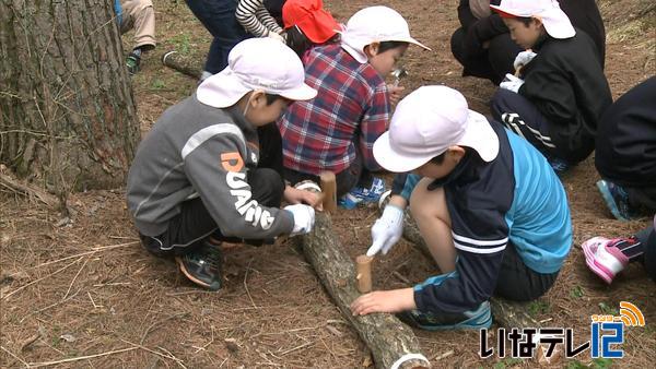 伊那西小でキノコの菌打ち体験