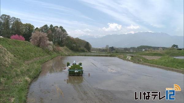 上伊那トップを切って手良で田植え始まる