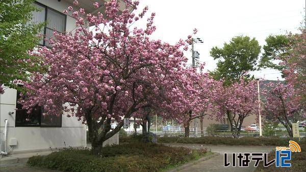 木下公民館の八重桜が見頃