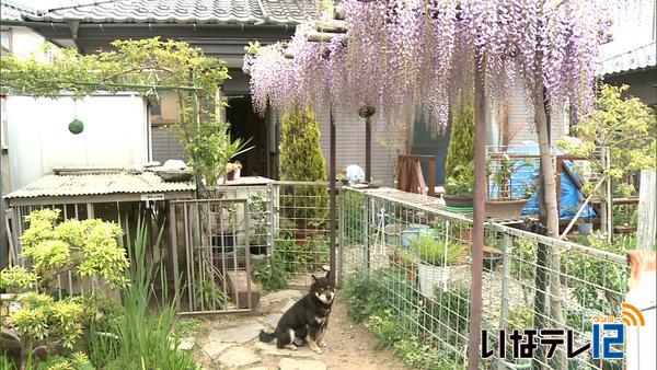 狐島・池上さん宅　藤の花見ごろ