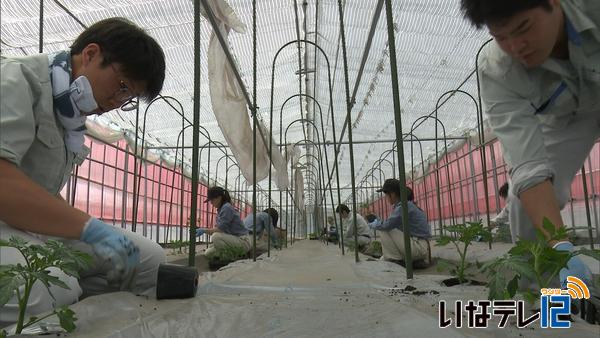 IPM実証実験の農園でミニトマト定植