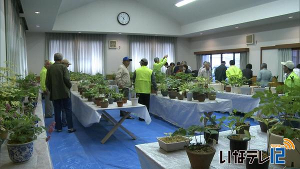 西駒山草会の山野草展示会