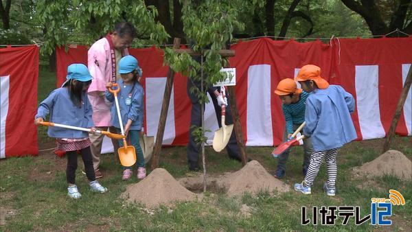 春日公園で桜の苗木植樹