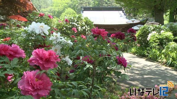 伊那市高遠町遠照寺でぼたん見頃