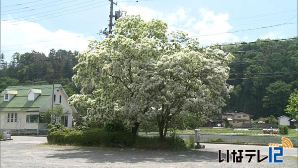 ヒトツバタゴ通称「なんじゃもんじゃの木」見頃