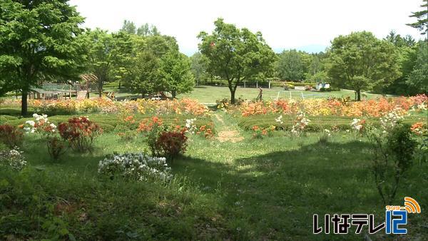 伊那市横山の鳩吹公園　ツツジが見ごろ