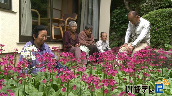 羽柴さん宅の九輪草が見頃