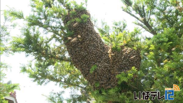 伊那市中小沢　ミツバチが分蜂