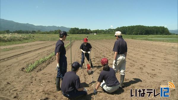 上農生がアマランサスの種まき