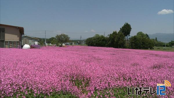 南箕輪村南原でフクロナデシコが見ごろ