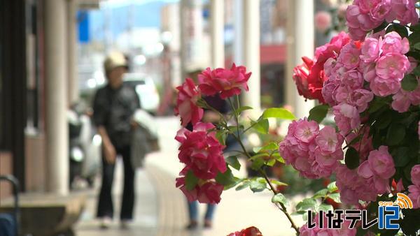 中心商店街のバラ見ごろ