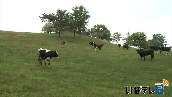 山で足腰鍛える　牛の放牧