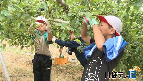 東春近小４年生　りんごの摘果作業