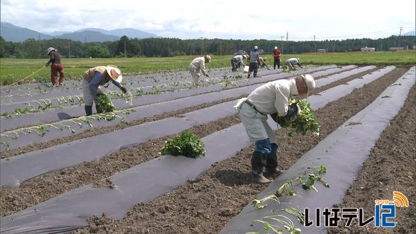 いも焼酎南箕輪会サツマイモの苗植え