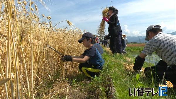 大泉まんどの会　盆の振りまんどで使う大麦を刈り取り