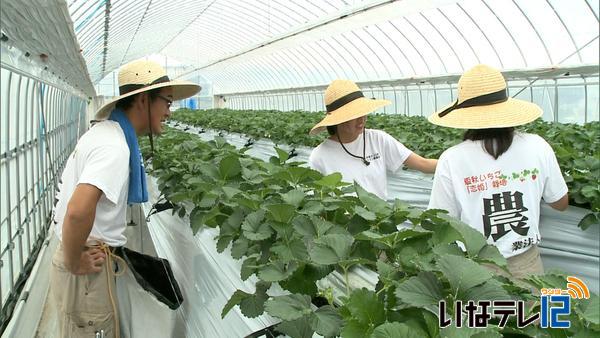 伊那バス　信大が開発した夏秋いちご「恋姫」　栽培