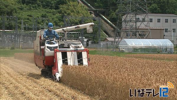 ハナマンテン収穫作業始まる