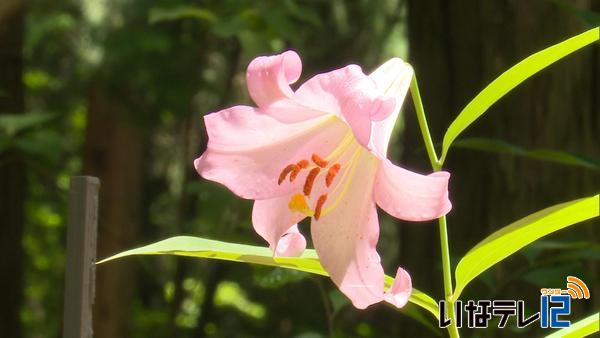 二十四節気「夏至」　大芝高原でササユリ見頃