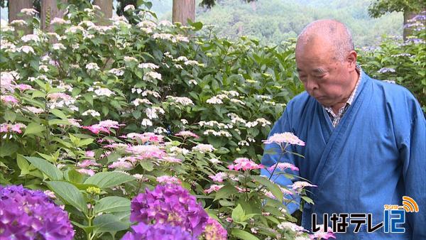 深妙寺であじさいが見頃に