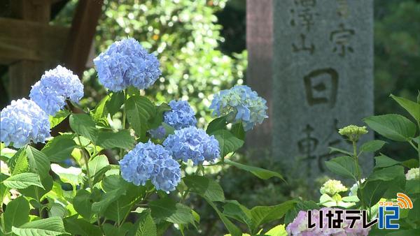 箕輪町南小河内　日輪寺アジサイ見ごろ