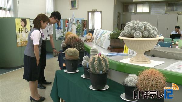 上田建生さんが育てたサボテン展示