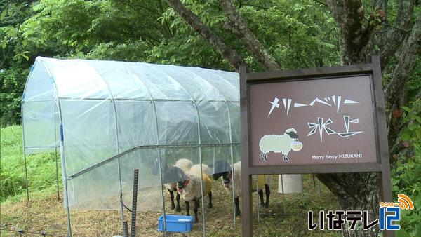 耕作放棄地対策　高遠町藤沢に羊を放牧