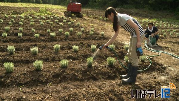 伊那リゾート　ラベンダー植苗