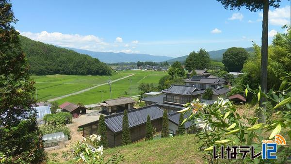 高遠町引持　平岩さん宅のヤマユリ見ごろ